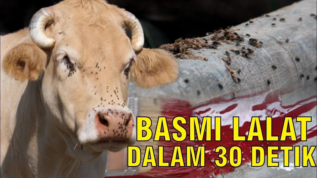 
                                 Cara-Basmi-Lalat-Kandang-Ternak-Sapi-Ampuh
